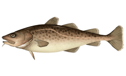 Pacific Cod