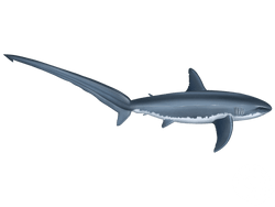 Thresher Shark