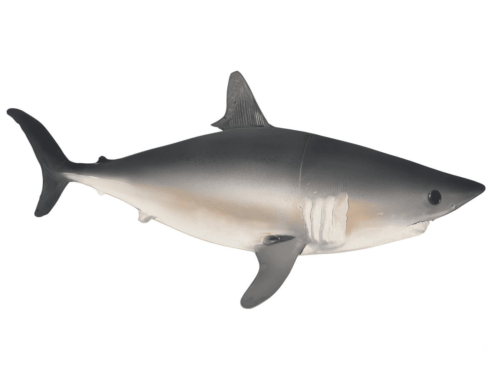 Porbeagle Shark